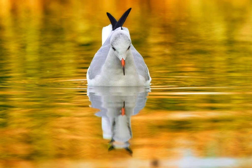 Advanced medical imaging with quantum-enhanced resolution